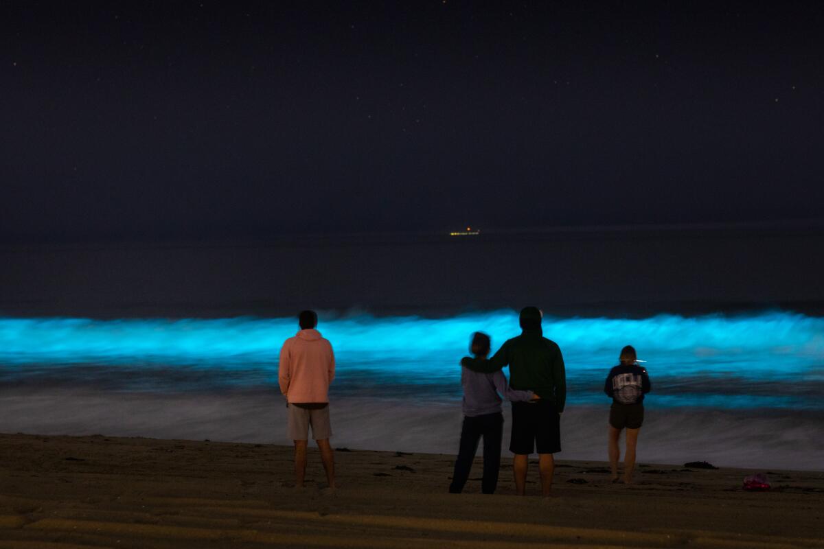  Bioluminescent waves glow off the coast of Hermosa Beach on Saturday.