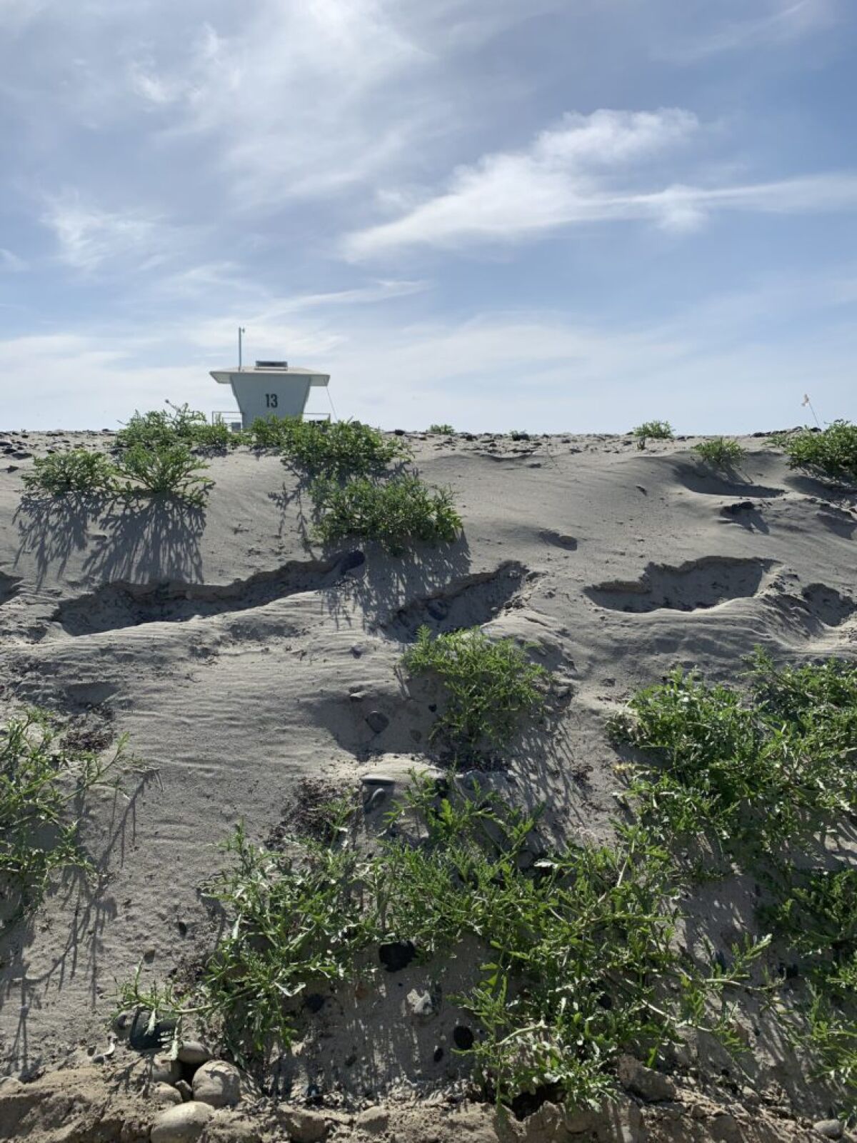 The Nature Collective will continue monitoring the endangered plants at the Living Shoreline at Cardiff State Beach.