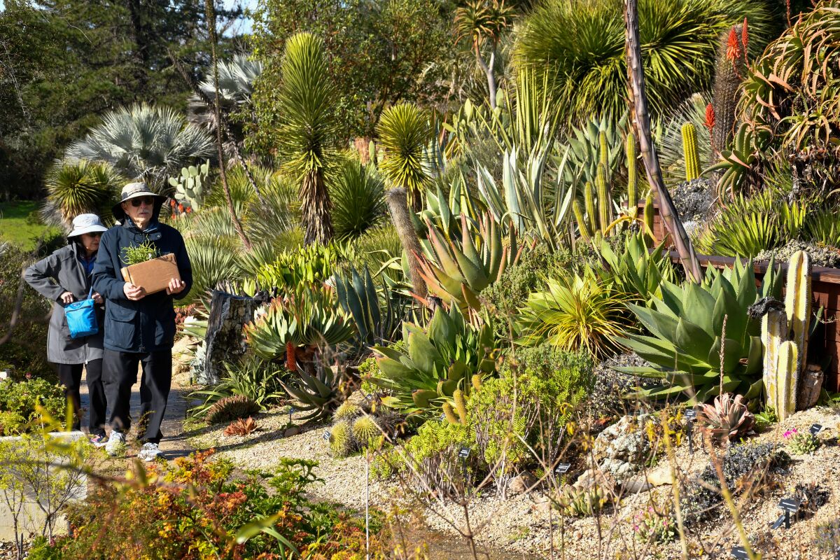 Arboretum and Botanic Garden, UC Santa Cruz.