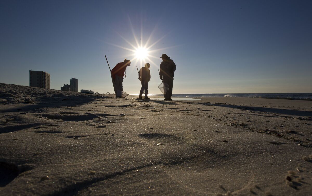 Cleanup crews search for oily tar balls from the Deepwater Horizon spill along the beach in Gulf Shores, Ala.