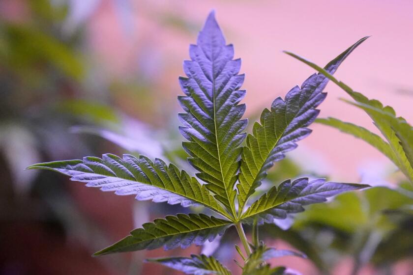 ARCHIVO - Plantas de marihuana