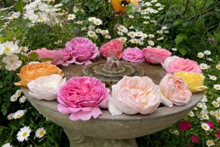 fountain of zen - Rita Perwich rose column June 2023