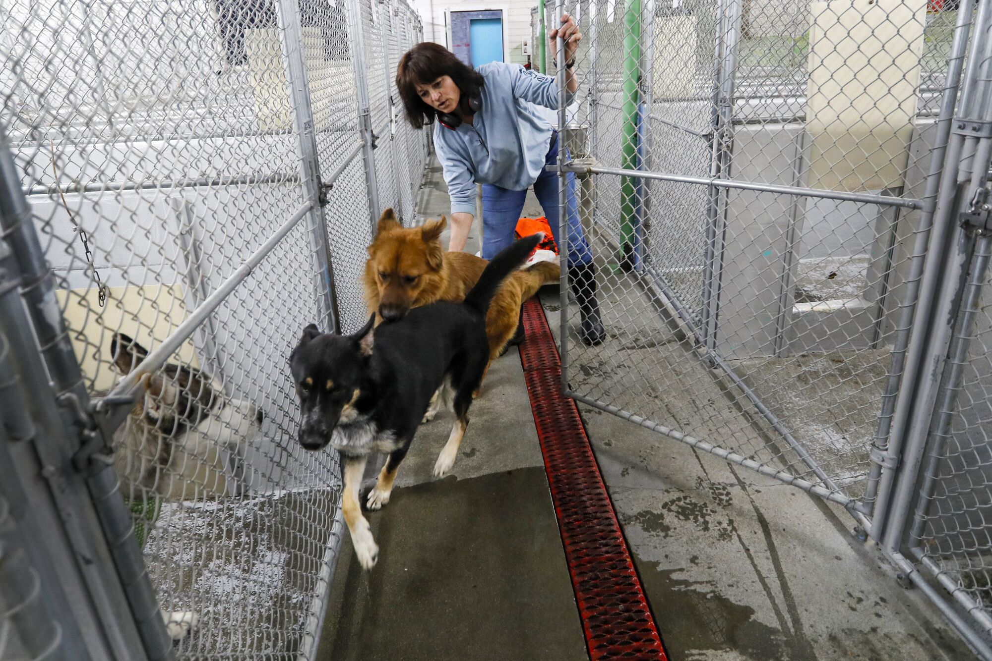 Retired boxer Jenifer Alcorn is shown with three dogs at a shelter