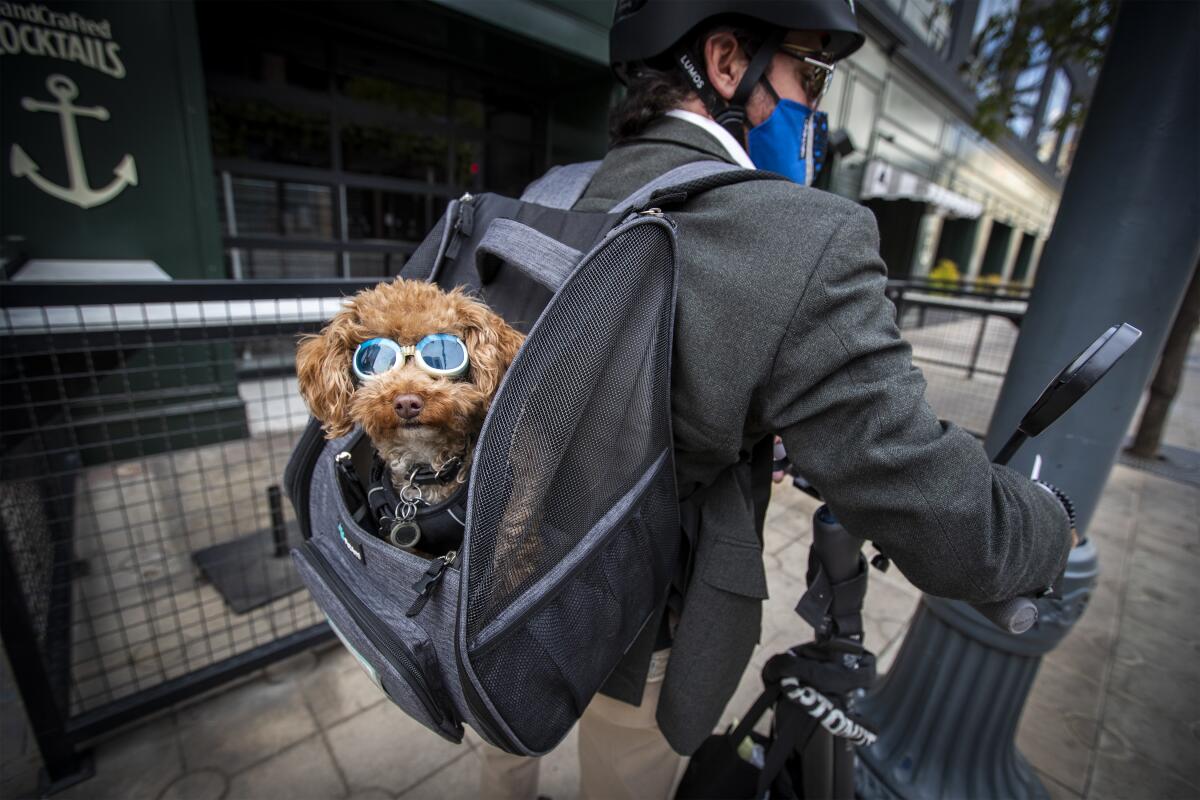 A dog wearing goggles peeks from a carrier on its owner's back.