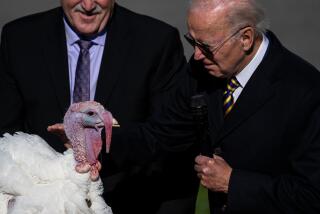 WASHINGTON, DC - NOVEMBER 21: President Joe Biden pardons to one of the National Thanksgiving Turkeys, Chocolate, during a ceremony on the South Lawn of the White House on Monday, Nov. 21, 2022 in Washington, DC. Chocolate and Chip were raised at Circle S. Ranch, outside of Charlotte, North Carolina, and will reside on the campus of North Carolina State University following today's ceremony. (Kent Nishimura / Los Angeles Times)