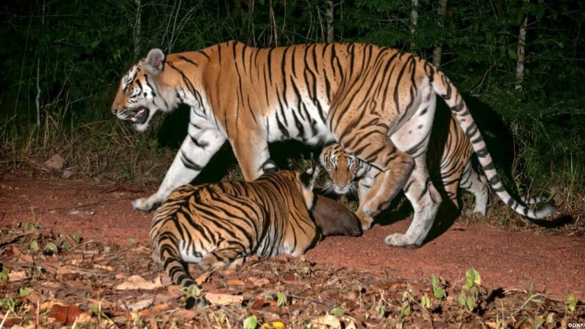This undated handout photo shows two tiger cubs with their mother in a forest in eastern Thailand.