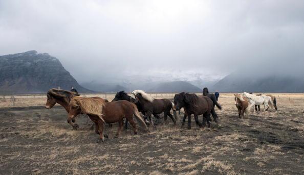 The Cost of Wild Horses - (Bureau of Land Management) $64 Million