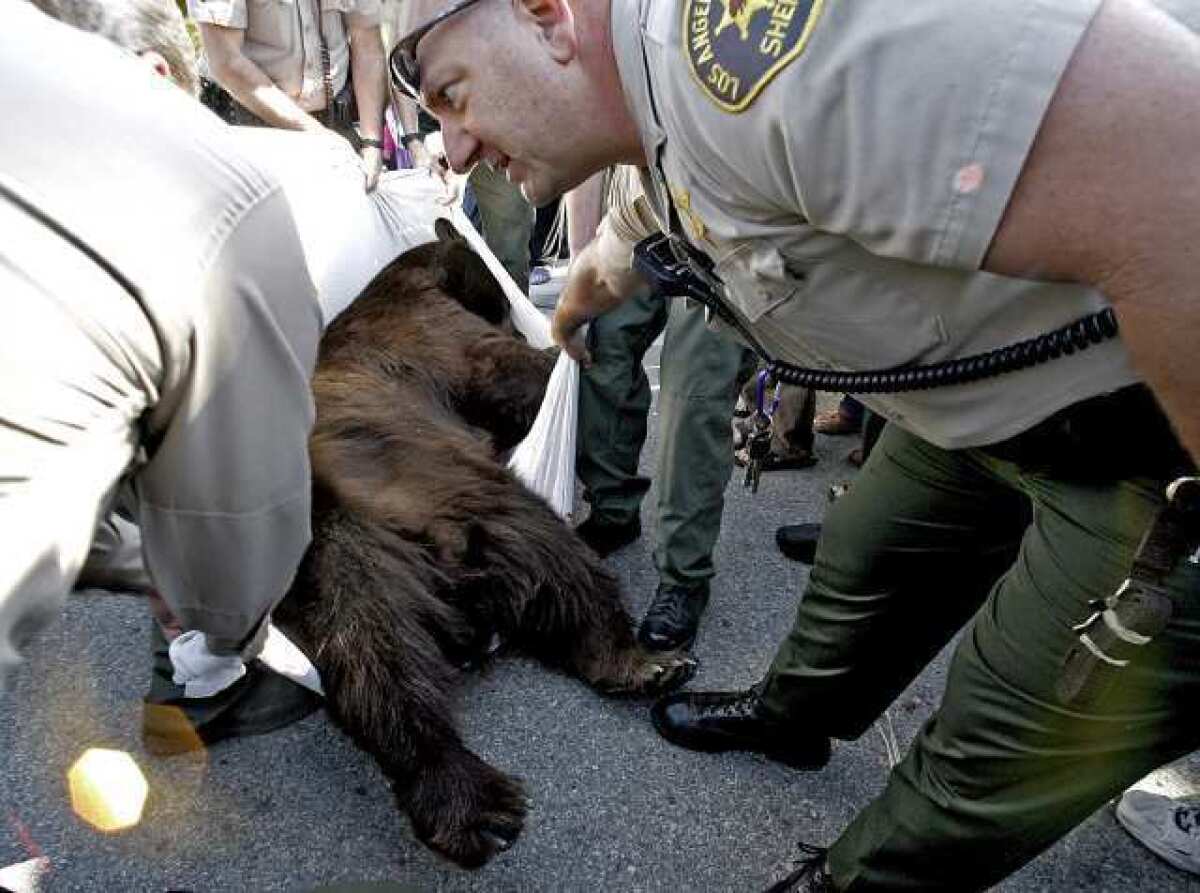 A California black bear that weighed an estimated 400 lbs. was taken out of a backyard at 2469 Montrose Ave. in Montrose on Tuesday, April 10. Officials said they don't know if the recent spotting was of the same bear.