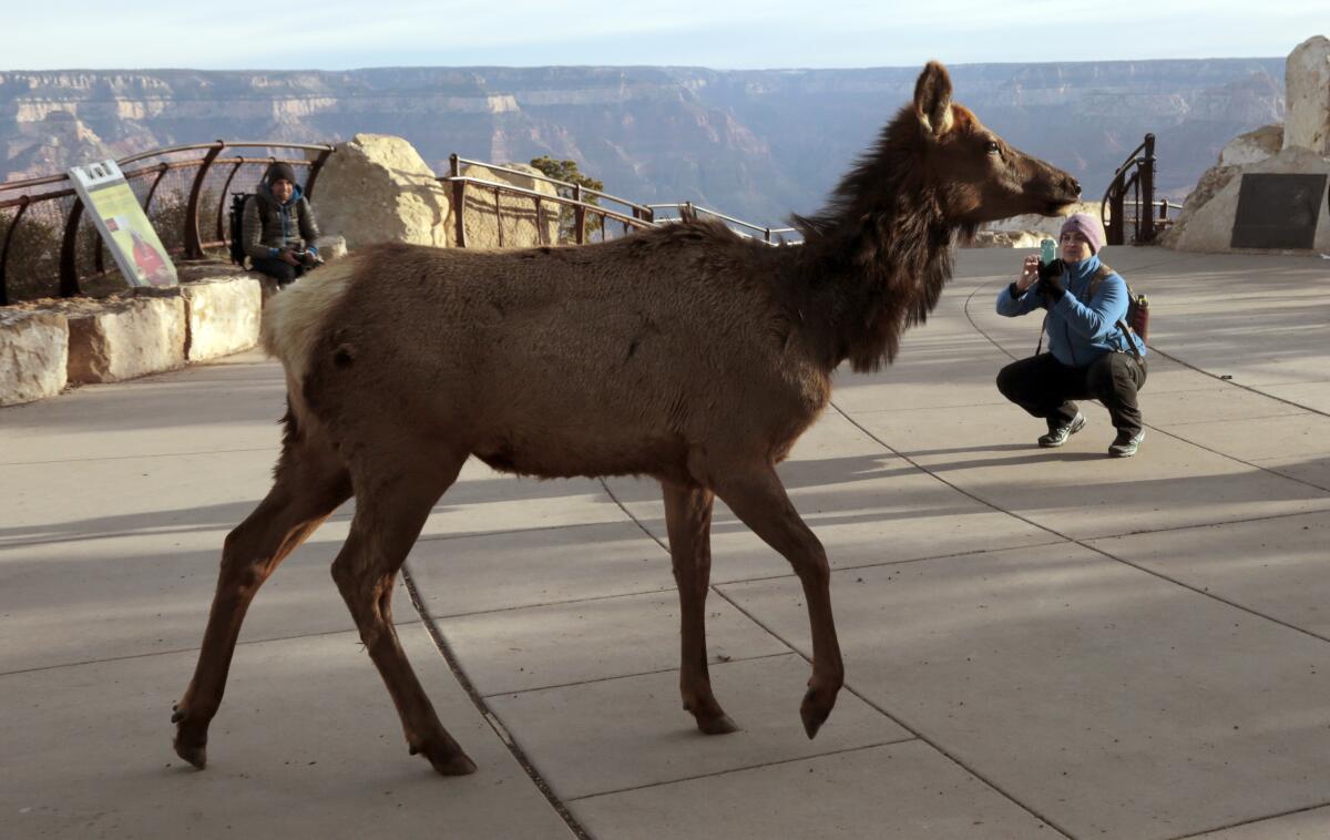 An elk strolls through one of the visitor areas along the South Rim near Mather Point in Grand Canyon National Park.