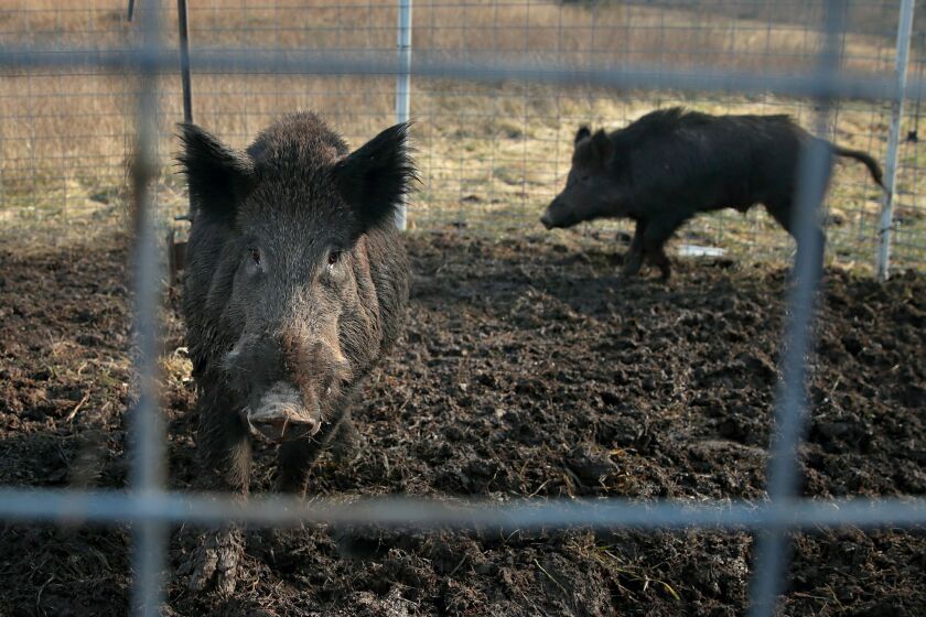 FILE - Two feral hogs are caught in a trap on a farm in rural Washington County, Mo., Jan. 27, 2019. Eight years into a U.S. program to control damage from feral pigs, the invasive animals are still a multibillion-dollar plague on farmers, wildlife and the environment. (David Carson/St. Louis Post-Dispatch via AP)