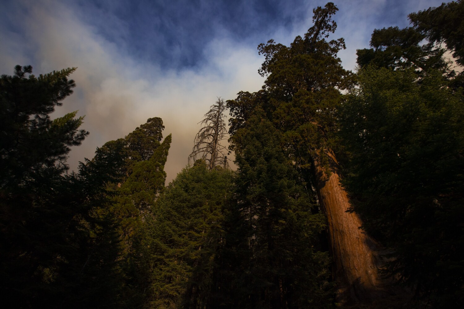 Giant Forest's towering sequoias — including General Sherman — avoid flames another day