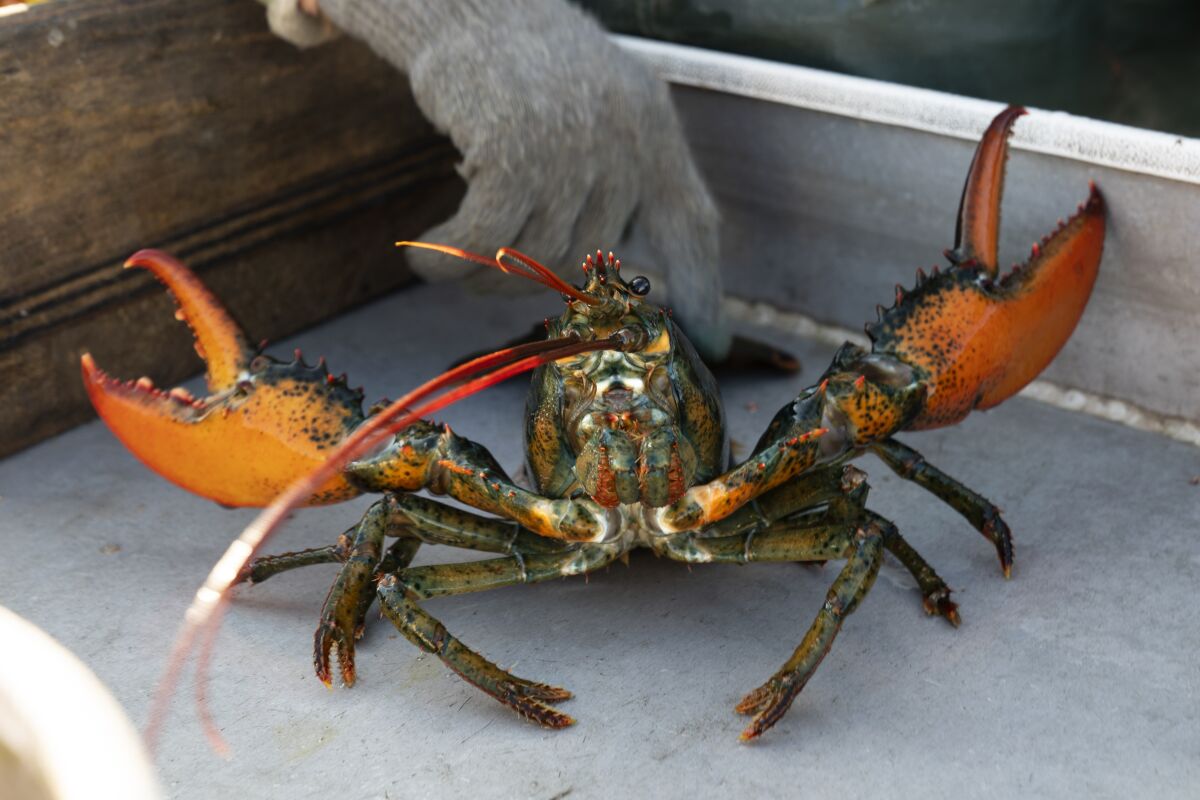FILE - A lobster rears its claws after being caught off Spruce Head, Maine, Aug. 31, 2021. China is showing no signs of slowing its demand for American lobster this year despite disruption to the supply chain and international trade caused by the COVID-19 pandemic. The lobsters are especially sought after in winter because they are a popular delicacy on Chinese New Year, which is Feb. 1 this year. (AP Photo/Robert F. Bukaty, File)