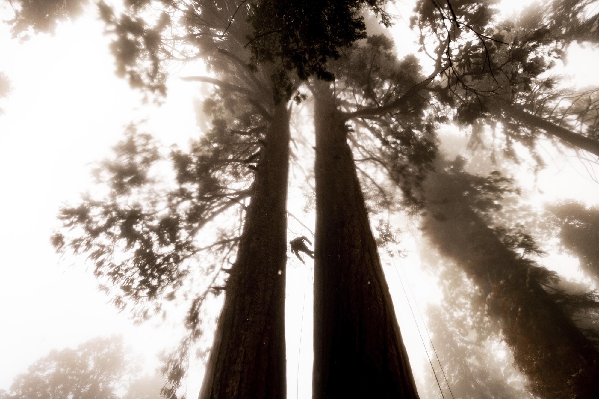 Climbing assistant Lawrence Schultz ascends the Three Sisters sequoia tree.