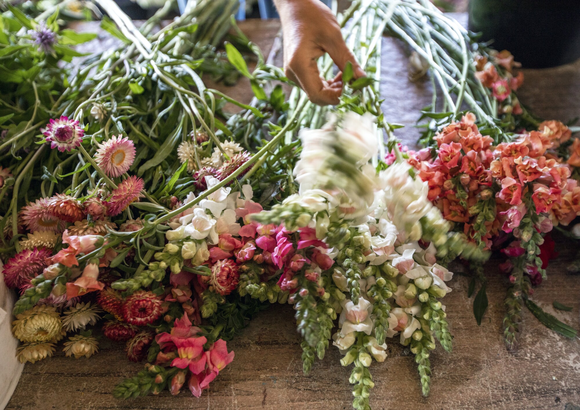 In The Ashes Of A Devastating Sierra Fire A Flower Farm Blooms Los Angeles Times In The Ashes Of A Devastating Sierra Fire A Flower Farm Blooms Los Angeles Times