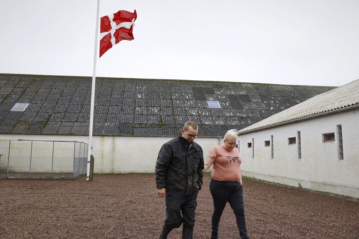 Peter and Trine Brinkmann Nielsen put their flag to halfmast at the Norden mink farm, after the government called for the culling of minks, in Boerglum Kloster, Denmark. Thursday, Nov. 5, 2020. Denmark's prime minister says the government wants to cull all 15 million minks in Danish farms, to minimize the risk of them re-transmitting the new coronavirus to humans. She said Wednesday, Nov. 4, 2020, a report from a government agency that maps the coronavirus in Denmark has shown a mutation in the virus found in 12 people in the northern part of the country who got infected by minks. (Claus Bjoern Larsen/Ritzau Scanpix via AP)