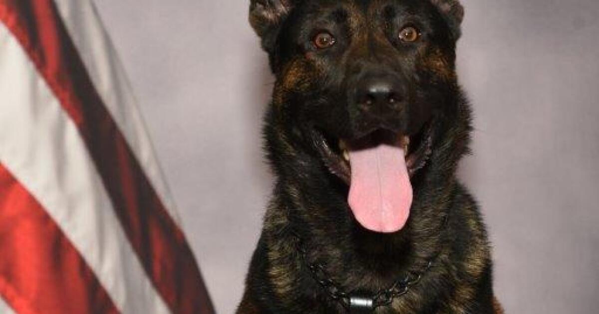 Am Weihnachtstag wurde dem Polizeihund Rex aus Pasadena die Nase aufgeschlitzt.  Verdächtiger in Gewahrsam und ungebissen