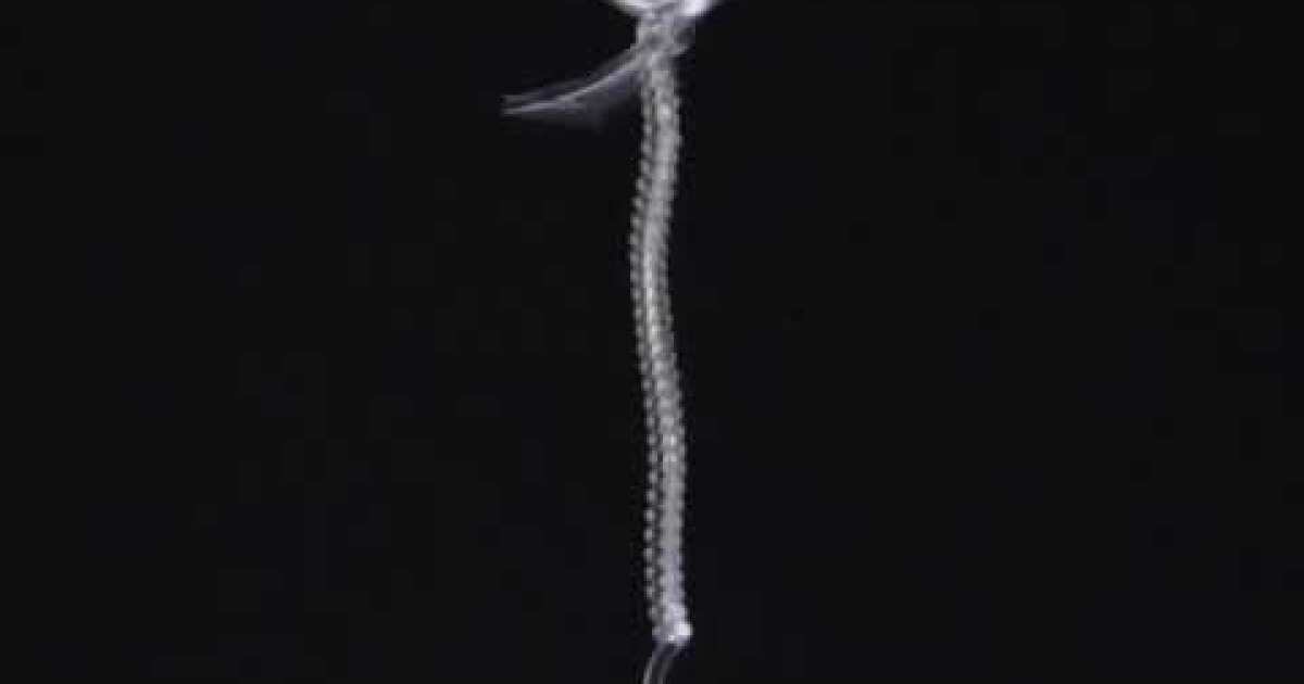 Watch Scientists make superstrong artificial muscle from fishing line Los Angeles Times