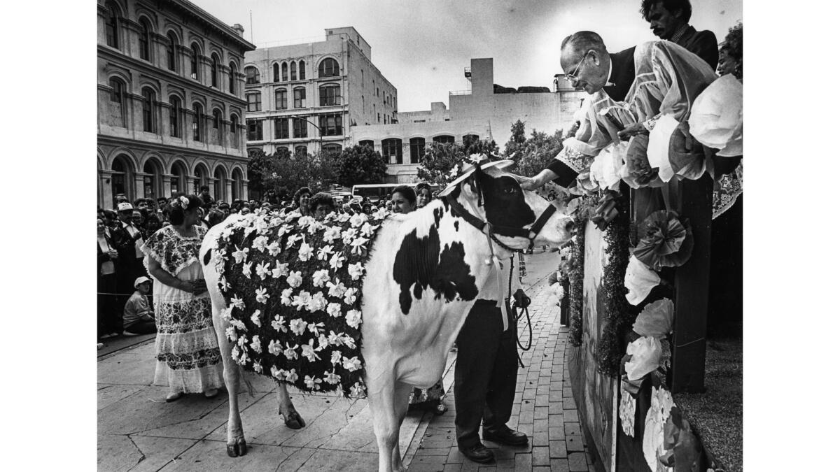 April 18, 1987: Father Luis Olivares blesses a cow during the Blessing of the Animals on Olvera Street.