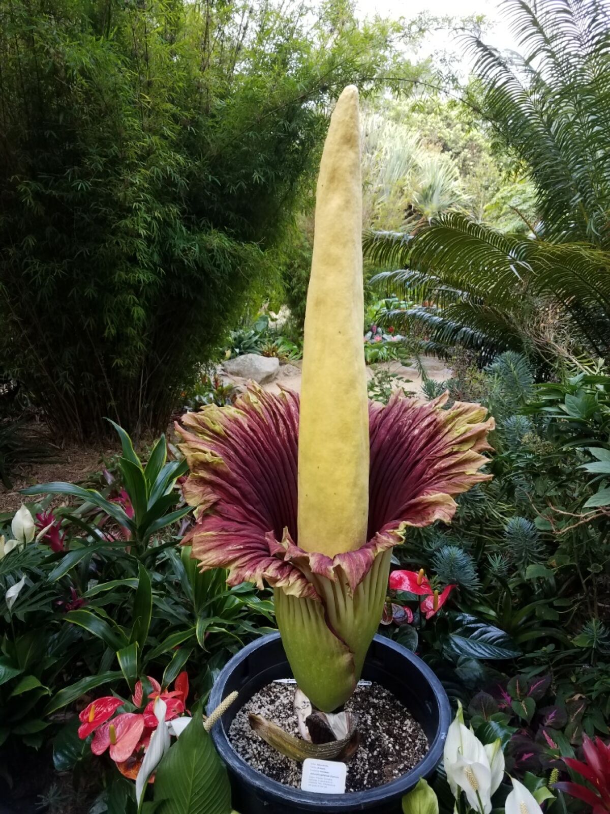A titan arum or corpse flower plant photographed in full bloom at the San Diego Botanic Garden.