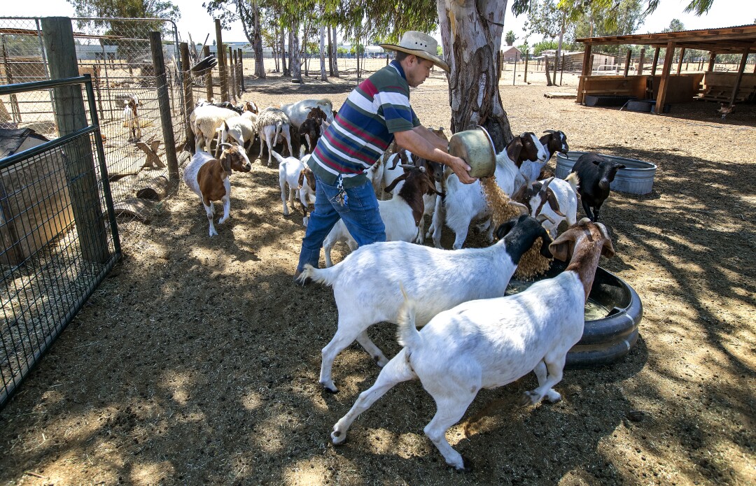 A man puts out food for goats and sheep