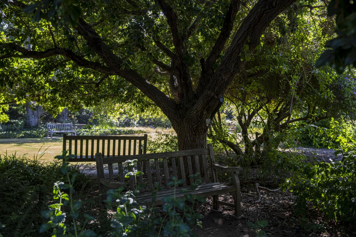 A shaded, quiet spot in the Grace V. Kallam Perennial Garden at the Los Angeles County Arboretum in Arcadia.