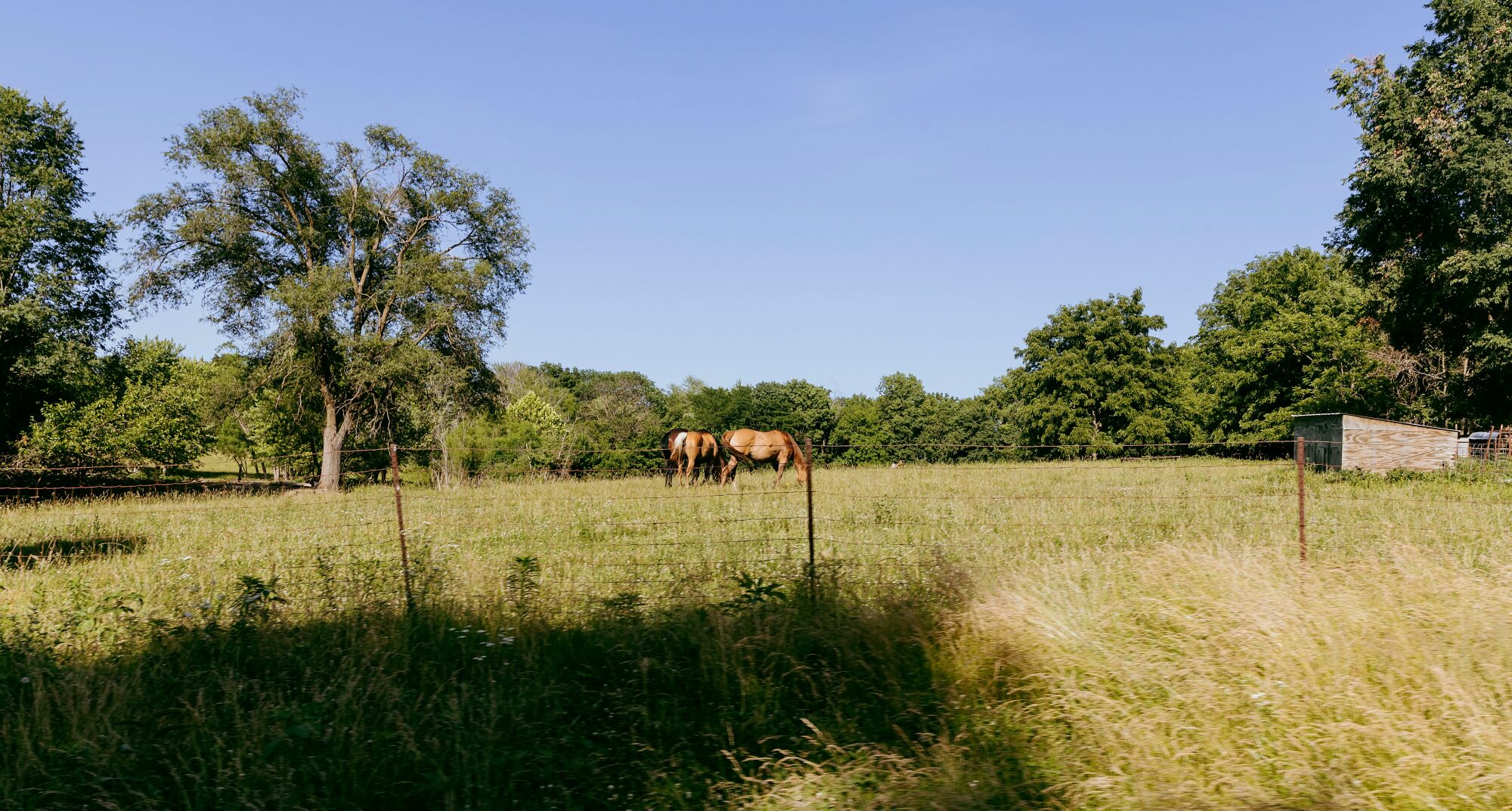 Horses graze in a field near Bunceton, a rural town in central Missouri.