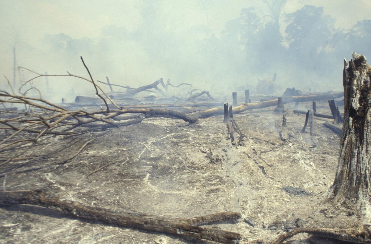 Scene of deforestation in Brazil