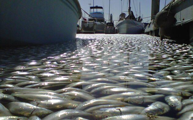 Authorities in Redondo Beach are investigating what killed a massive number of fish over the last day at King Harbor Marina.