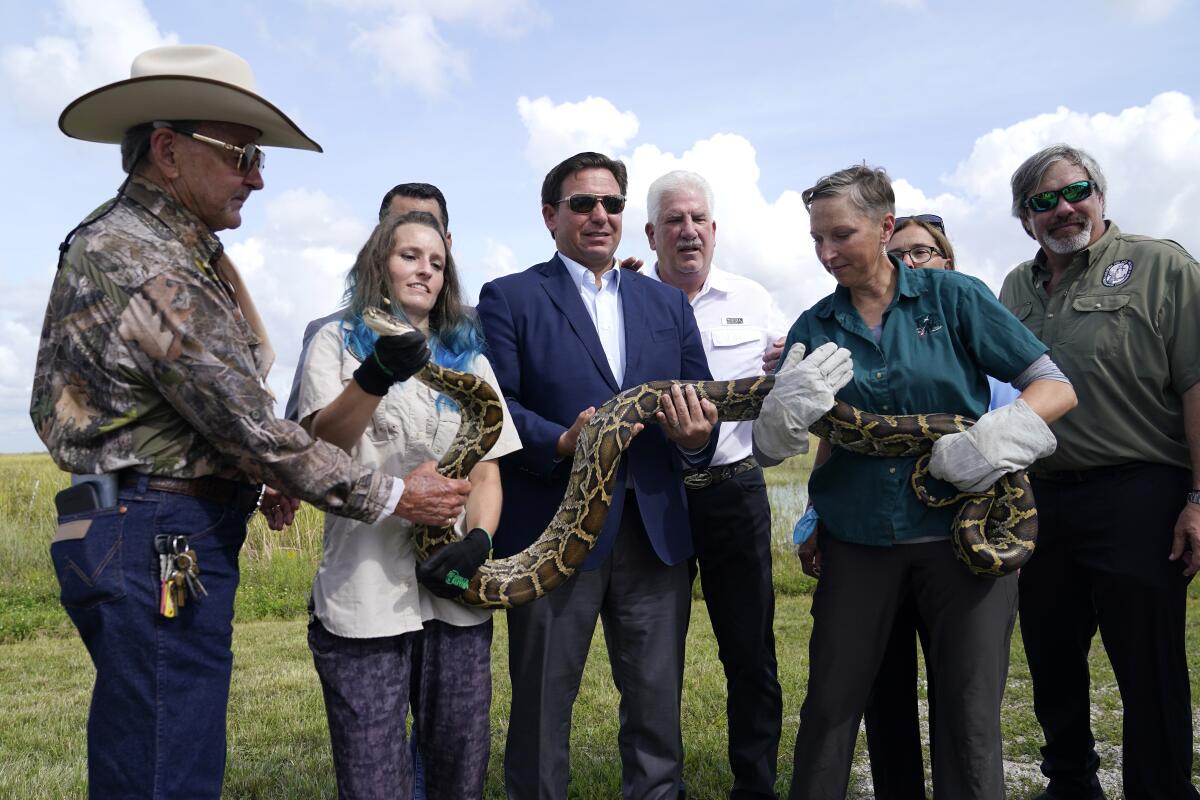 Florida Gov. Ron DeSantis, center, holds a Burmese python at a media event, Thursday, June 16, 2022, where he announced that registration for the 2022 Florida Python Challenge has opened for the annual 10-day event to be held Aug 5-14, , in Miami. The Python Challenge is intended to engage the public in participating in Everglades conservation through invasive species removal of the Burmese python. Also pictured are Ron Bergeron, left, McKayla Spencer, second from left, Rodney Barreto, third from right, and Jan Fore, second from right. (AP Photo/Lynne Sladky)