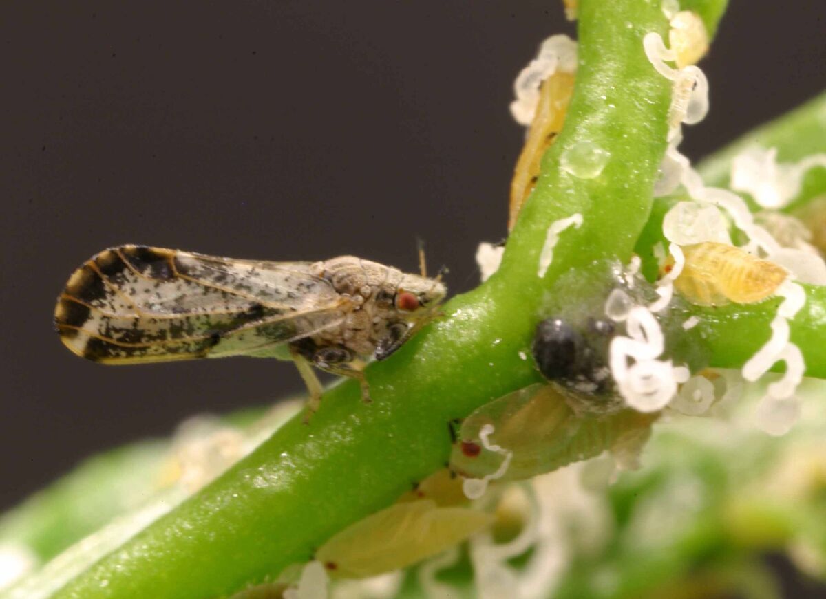 The Asian citrus psyllid spreads citrus greening disease, which is lethal to citrus trees.
