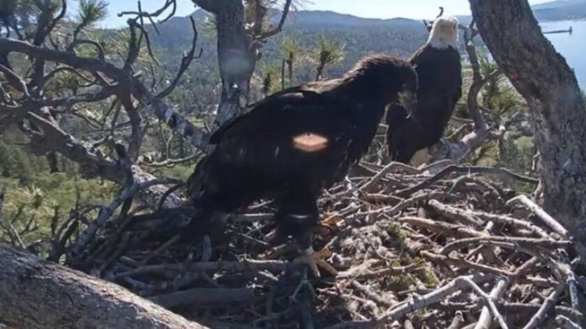 Watch Webcam Of Big Bears Eagle Chick Trying To Fly But