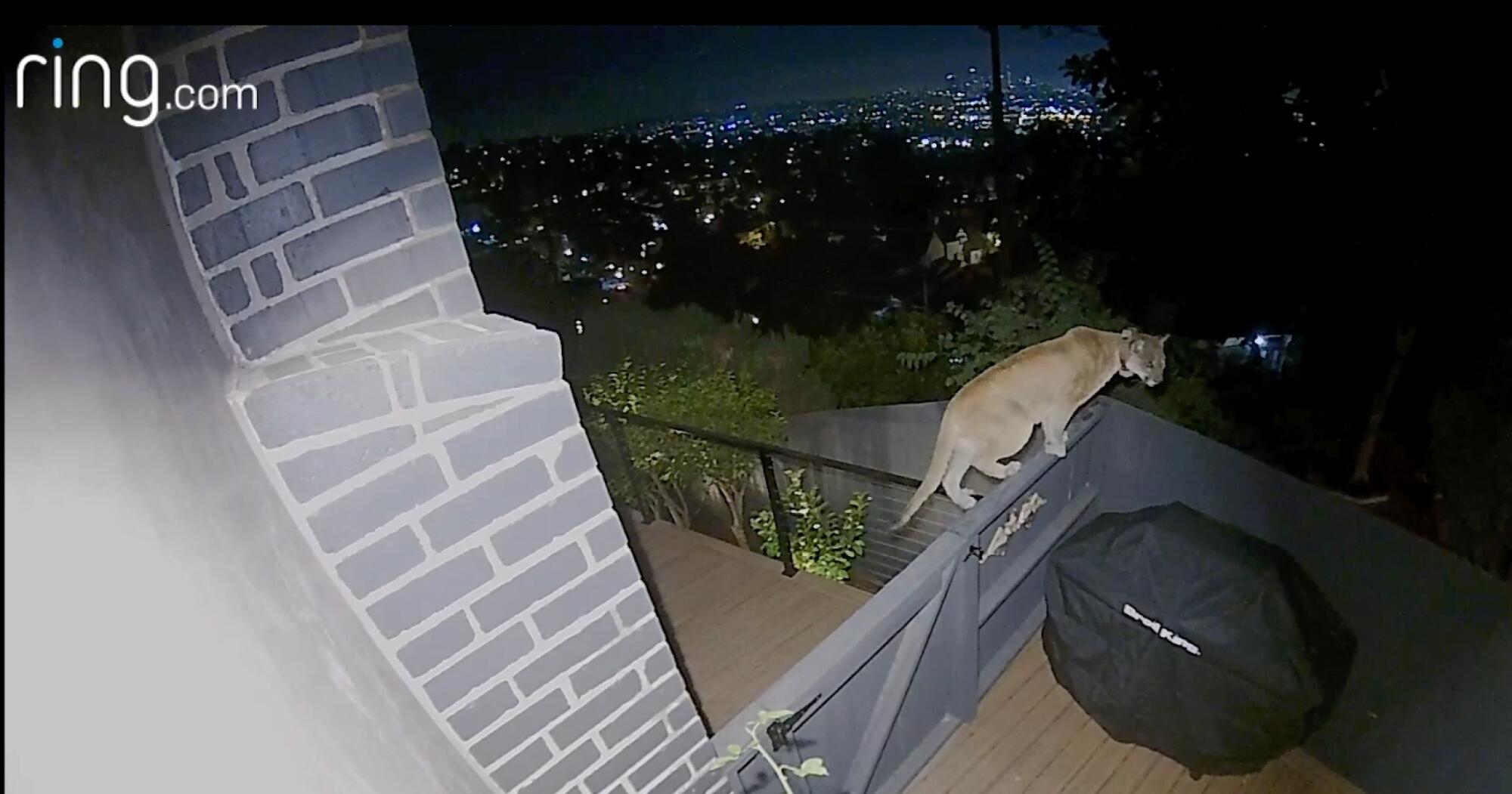 A mountain lion walking along a fence next to a home, with city lights in the background