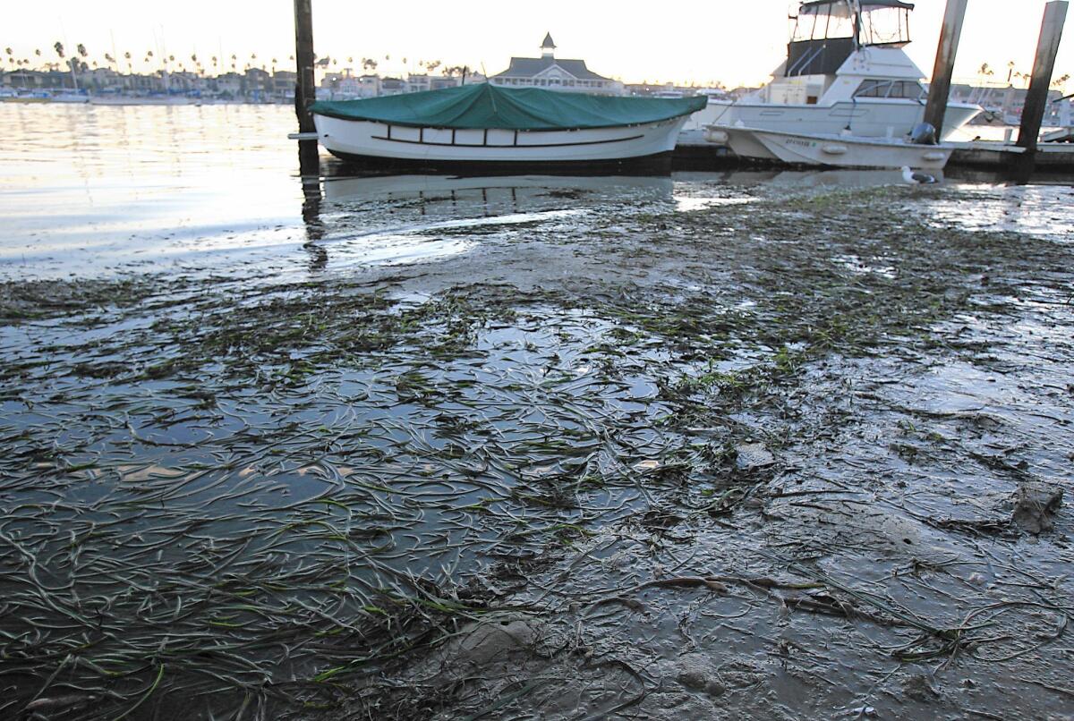 Eelgrass grows in the water off Balboa Island in Newport Beach. The city received a permit from the Army Corps of Engineers and the California Coastal Commission for a program intended to simplify the process for dredging sediment by removing some of the costly red tape associated with protecting eelgrass.