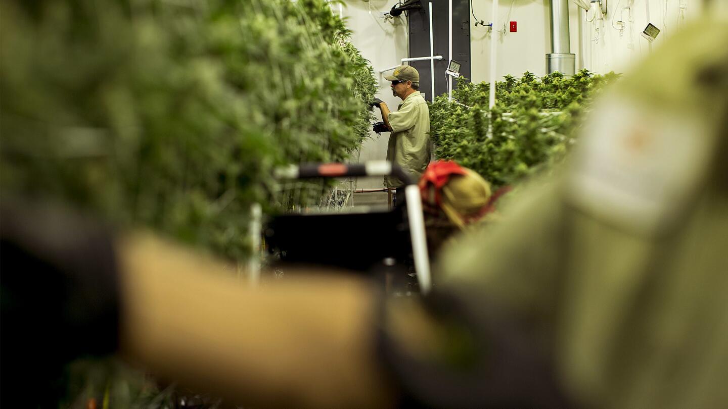 Why some pot businesses hide their cash — and others truck it straight to a federal vault