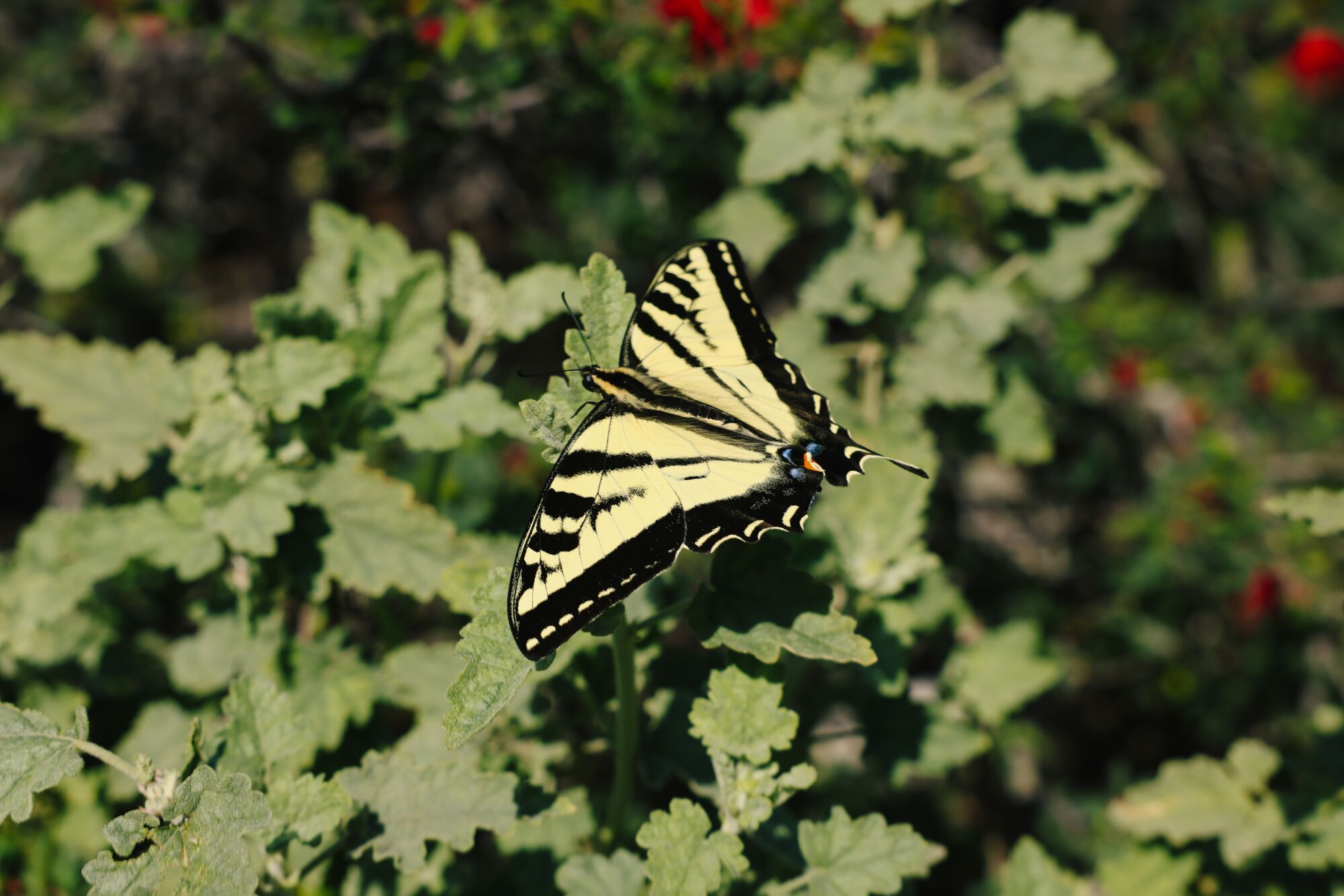 A yellow and black butterfly against a leafy green background