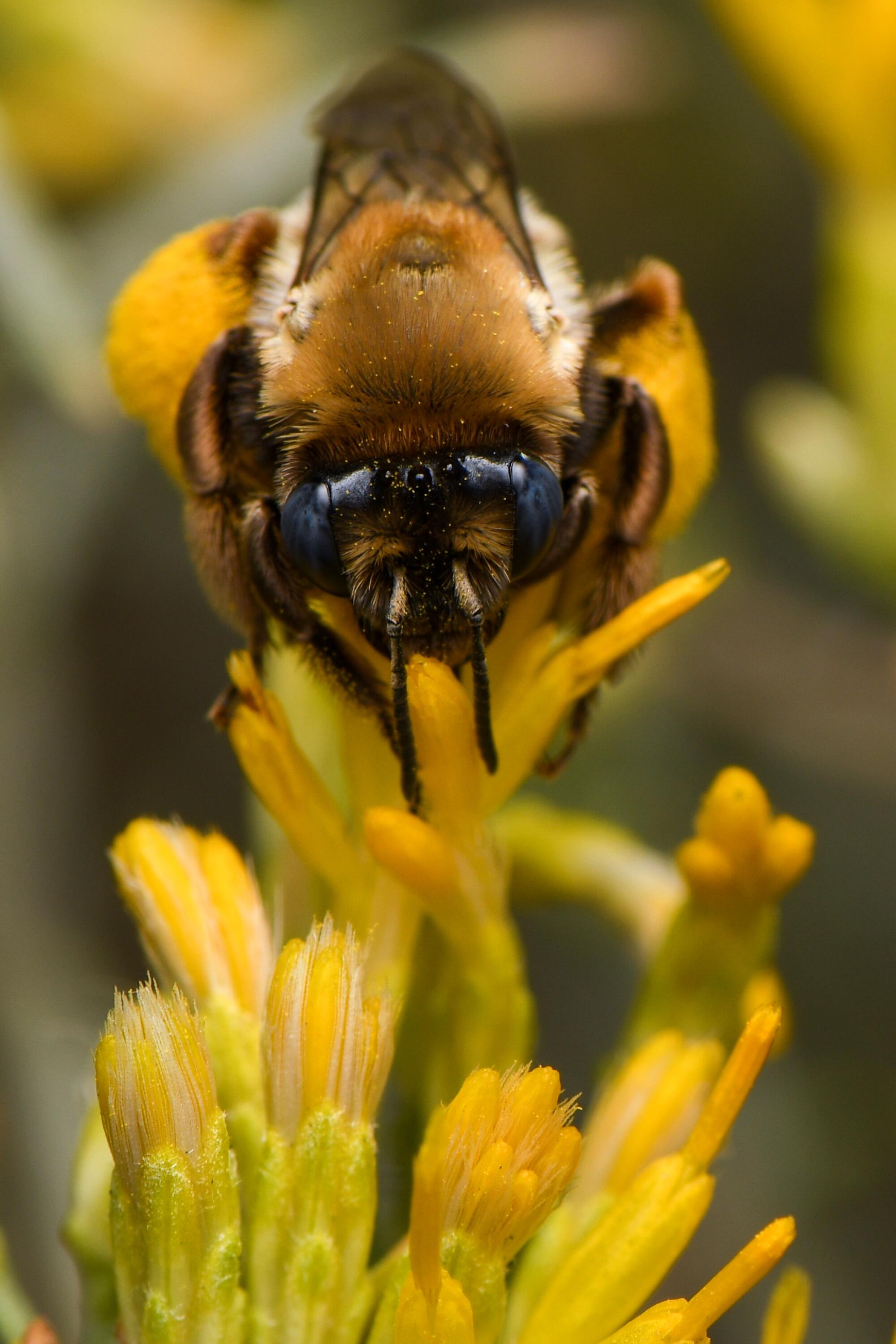 A head-on closeup of a bee on a yellow flower.