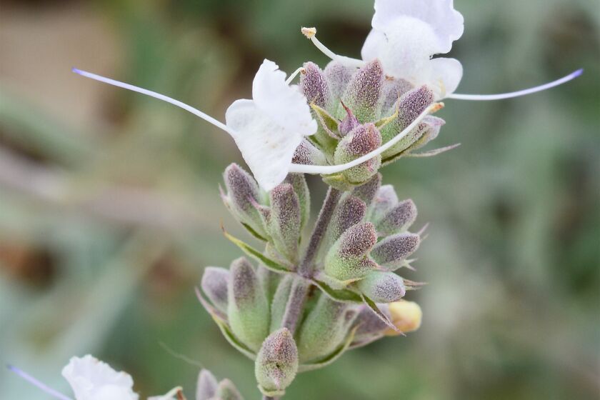 Aromatic white sage produces small flowers in great number.