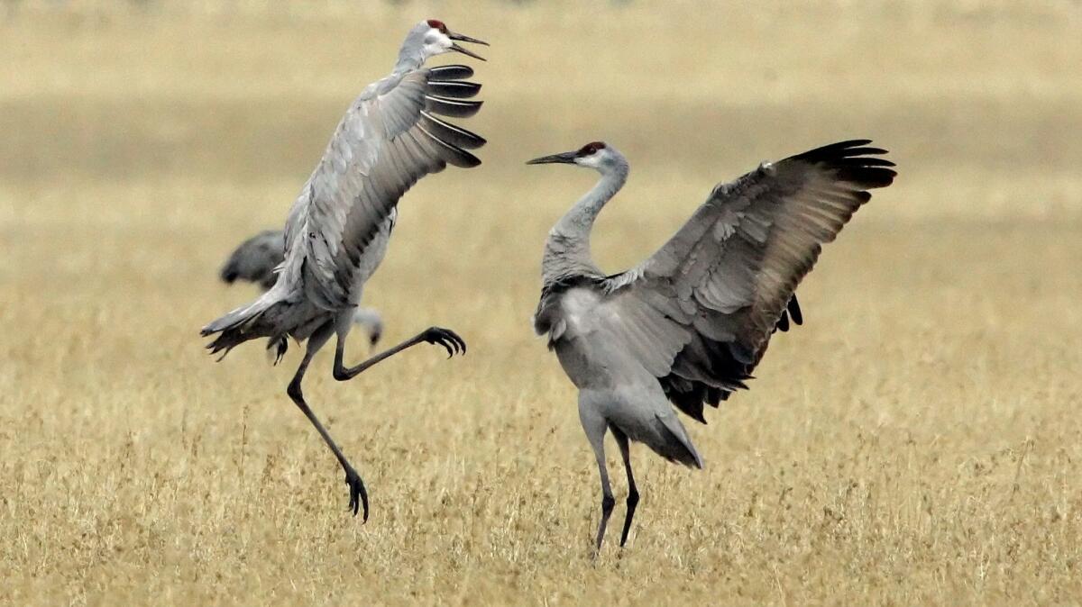 Sandhill cranes "dance" in a field.