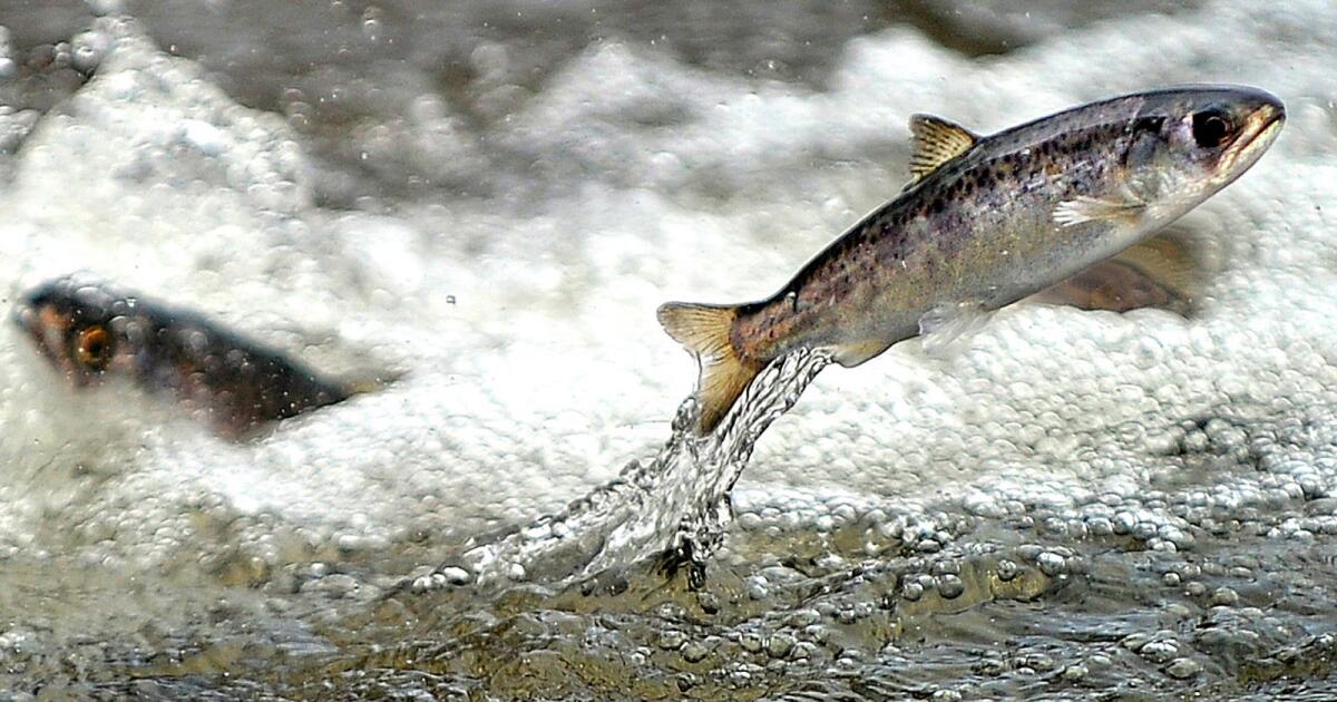 Letters to Editor: ‘The marine environment has been despoiled’ by humans