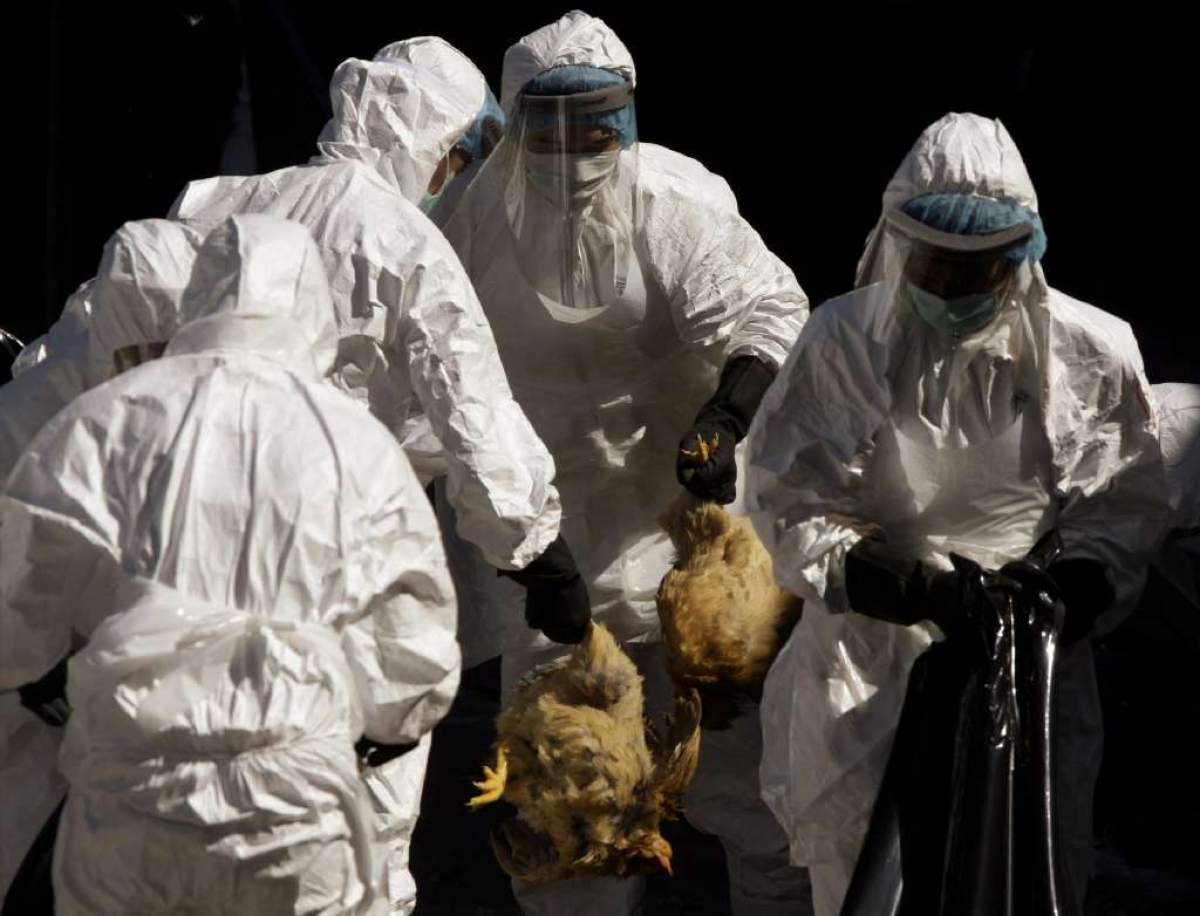 Health workers slaughtered chickens at a wholesale poultry market in Hong Kong after three dead chickens tested positive for "bird flu" in 2008. New research shows the H5N1 flu virus could become easily transmissible among people if it acquired just five genetic mutations.