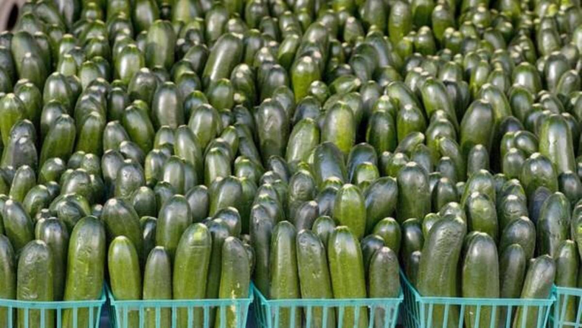 Zucchini grown by Harry's Berries in Oxnard, at the Santa Monica farmers market.