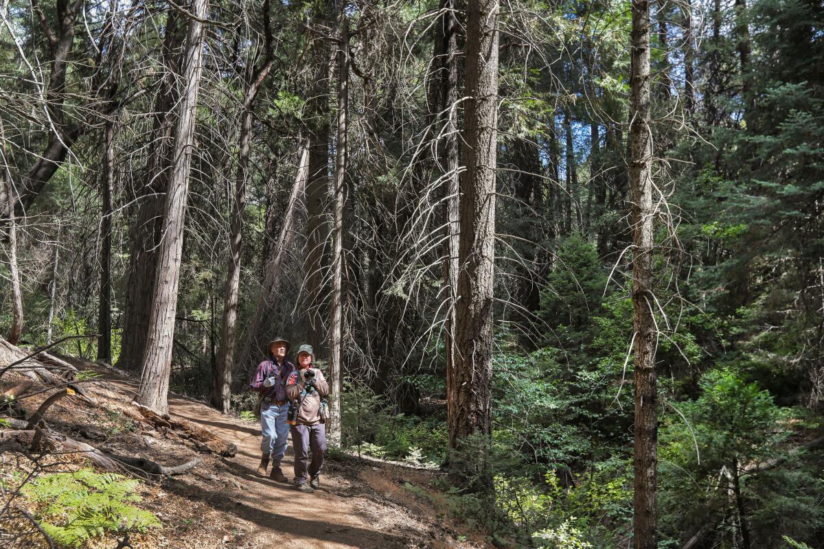 Two people holding binoculars hike along a trail through a sun-dappled pine forest, looking into the foliage for birds.