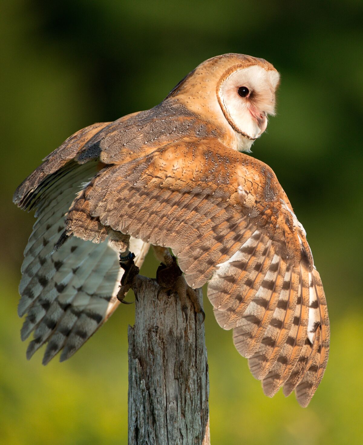 An up-close look at a barn owl. (This is not one of the owls in the La Jolla Rec Center tree.)