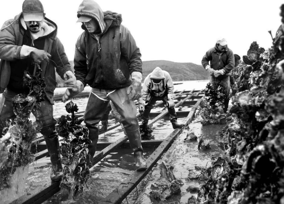 Workers harvest oysters from Drakes Estero in Point Reyes National Seashore in Marin County.