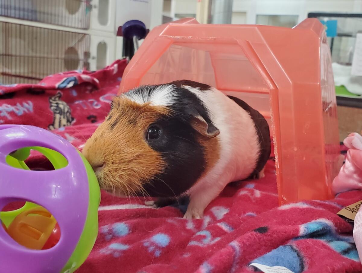 PetSmart's Guinea Pig Halloween Costumes 2019