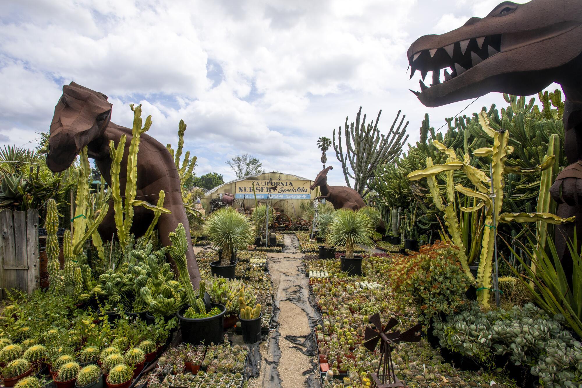 Metal dinosaur sculptures stand among cactuses