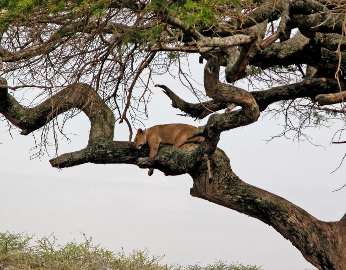 A lion sacks out in a tree at Tanzania's Serengeti National Park, one of the most popular safari destinations in Africa.