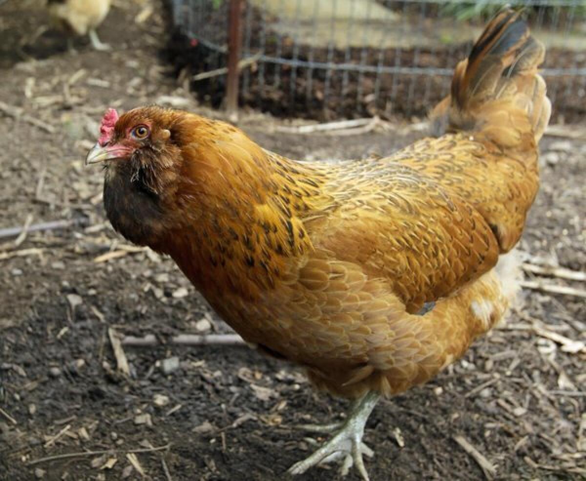One study has found that locally raised chickens sold at farmers markets carry more bacteria than those sold in grocery stores.