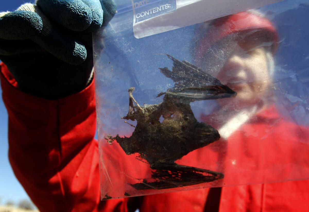 Bureau Of Land Management biologist Marikay Ramsey holds a bat carcass she discovered in New Mexico while searching for signs of the deadly white–nose syndrome in 2011. Federal biologists said March 31 they have detected the lethal fungus on the West Coast.