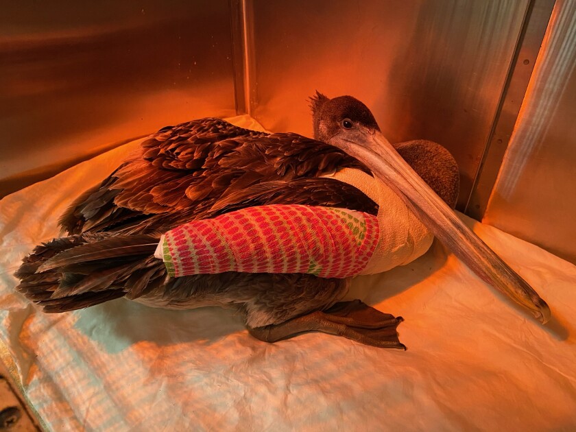 Injured brown pelican